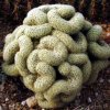 Mammillaria_elongata_cristata_1